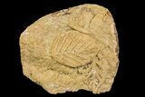 Fossil Leaves Preserved In Travertine - Austria #113209-1